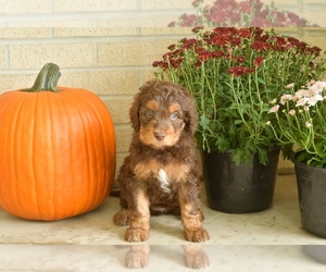 Aussiedoodle Puppy for sale in JASPER, MO, USA