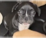 Puppy 8 French Bulldog