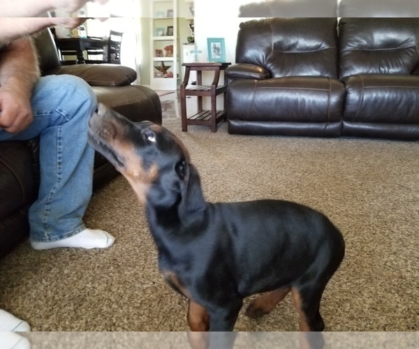 Medium Photo #27 Doberman Pinscher Puppy For Sale in DRUMRIGHT, OK, USA