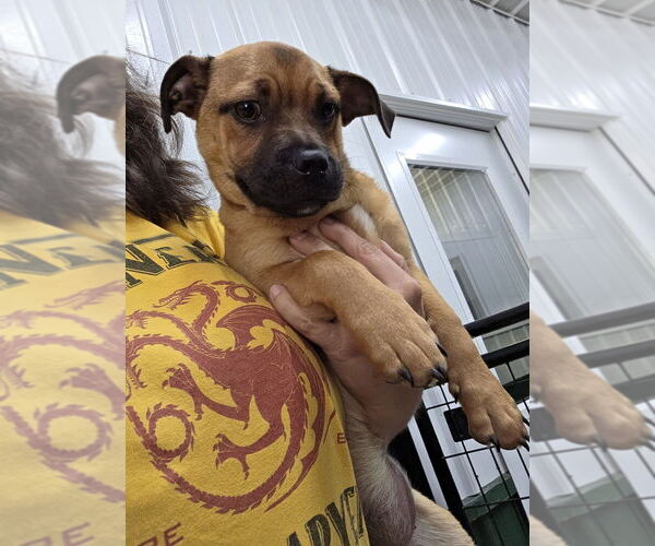 Medium Photo #2 Puggle Puppy For Sale in Osgood, IN, USA