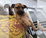 Small #1 Puggle