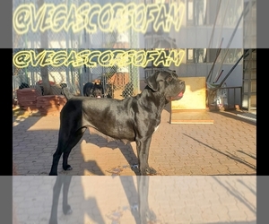 Mother of the Cane Corso puppies born on 02/10/2025