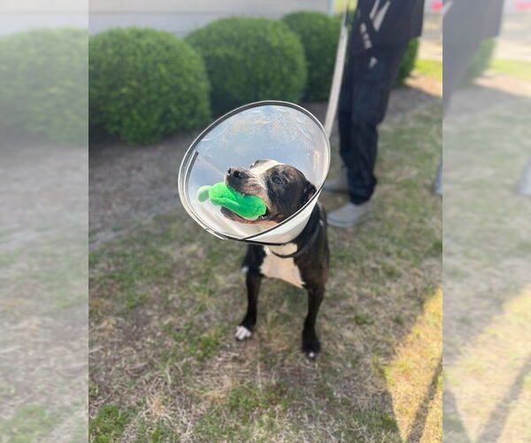 Medium Photo #2 Labrador Retriever-Unknown Mix Puppy For Sale in Orangeburg, SC, USA