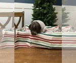 Puppy Puppy 4 German Shorthaired Pointer