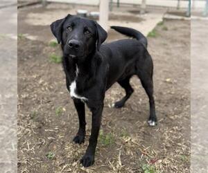 Labrador Retriever Dogs for adoption in Modesto, CA, USA