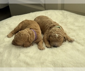 Golden Mountain Doodle  Puppy for sale in PARKER, CO, USA