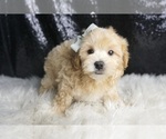 Small #4 Maltipoo