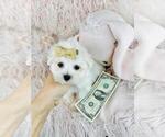 Small #1 Maltese
