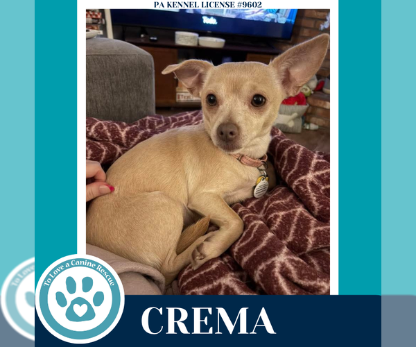 Medium Photo #1 Chihuahua Puppy For Sale in Kimberton, PA, USA