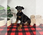 Small #2 Doberman Pinscher