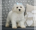 Small Photo #3 Bichpoo Puppy For Sale in WARSAW, IN, USA