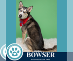 Small #6 Huskies -Siberian Husky Mix