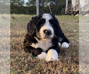 Bernedoodle Puppy for sale in CLIFTON, TN, USA