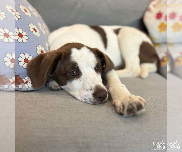 Medium Photo #19 Mutt Puppy For Sale in Washington, DC, USA