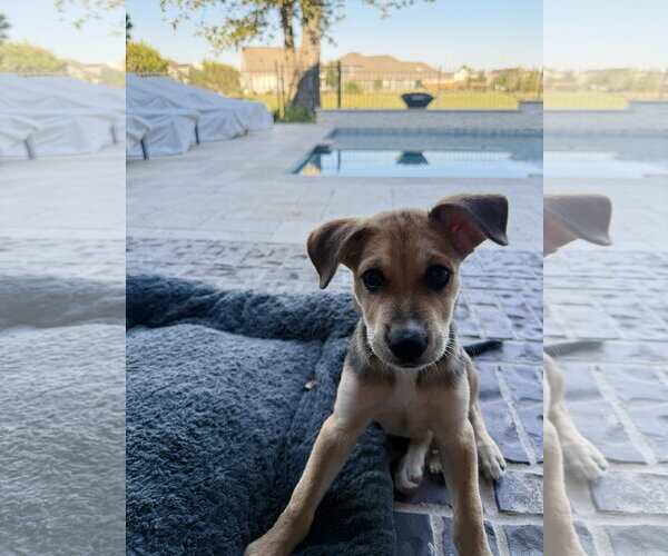 Medium Photo #4 Labrador Retriever-Unknown Mix Puppy For Sale in The Woodlands, TX, USA