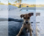 Small Photo #4 Labrador Retriever-Unknown Mix Puppy For Sale in The Woodlands, TX, USA