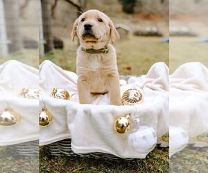 Labrador Retriever Puppy for sale in OLYMPIA, WA, USA