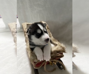 Siberian Husky Puppy for sale in LYNNWOOD, WA, USA