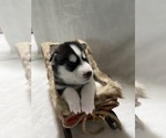 Small Photo #1 Siberian Husky Puppy For Sale in LYNNWOOD, WA, USA