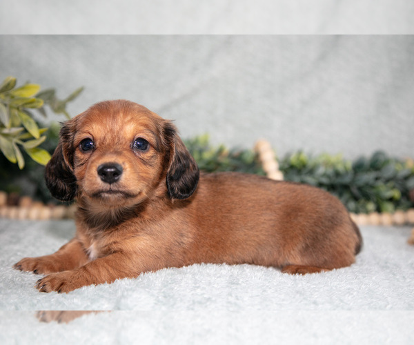 Medium Photo #3 Dachshund Puppy For Sale in NAPPANEE, IN, USA