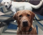 Small #23 Labrador Retriever