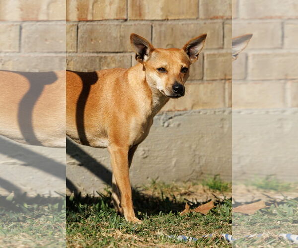 Medium Photo #7 Chihuahua-Unknown Mix Puppy For Sale in McKinney, TX, USA