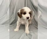 Small Photo #39 Cavapoo Puppy For Sale in PENSACOLA, FL, USA