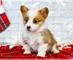 Small Photo #31 Cardigan Welsh Corgi Puppy For Sale in WAKARUSA, IN, USA
