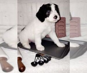 Sheepadoodle Puppy for sale in LYONS, OR, USA