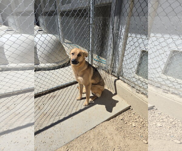 Medium Photo #1 German Shepherd Dog-Unknown Mix Puppy For Sale in Maquoketa, IA, USA