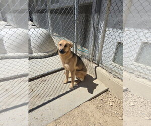 German Shepherd Dog-Unknown Mix Dogs for adoption in Maquoketa, IA, USA