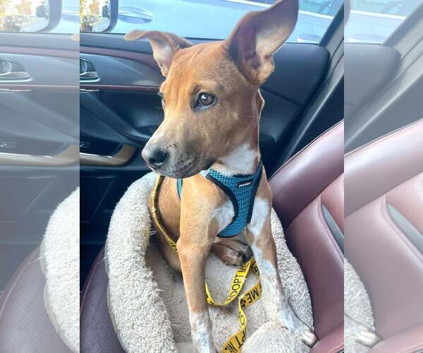 Medium Photo #4 Mutt Puppy For Sale in pomfret, CT, USA