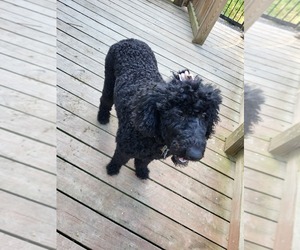 Poodle (Standard) Puppy for sale in MOUNT UNION, PA, USA