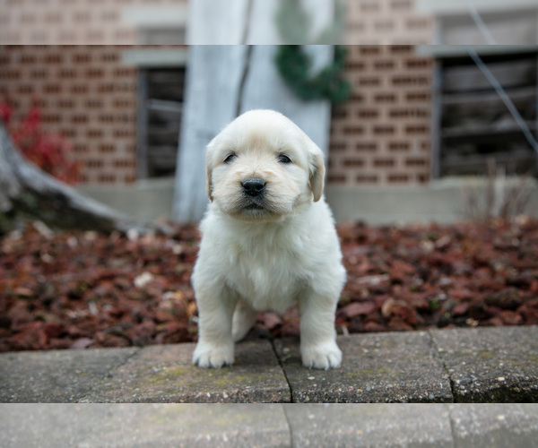 Medium Photo #25 English Cream Golden Retriever Puppy For Sale in ORRVILLE, OH, USA