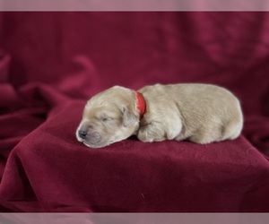 Golden Retriever Puppy for sale in DETROIT, MI, USA