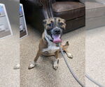 Small German Shepherd Dog Mix