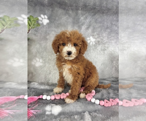 Medium Photo #6 Goldendoodle (Miniature) Puppy For Sale in INDIANAPOLIS, IN, USA