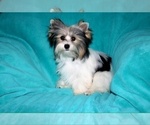 Small #2 Yorkshire Terrier
