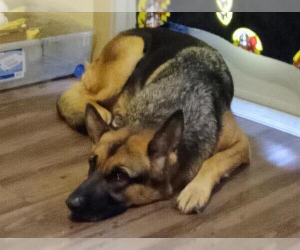 Medium Photo #1 German Shepherd Dog Puppy For Sale in San Antonio, TX, USA