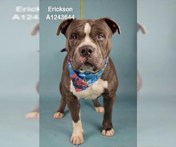 Medium Photo #1 Mutt Puppy For Sale in Bakersfield, CA, USA