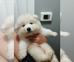 Samoyed Puppy for sale in DETROIT, MI, USA