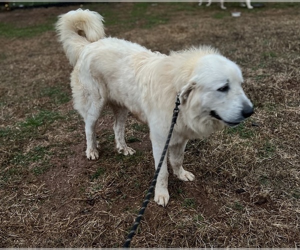 Medium Photo #1 Great Pyrenees Puppy For Sale in RUTHERFORDTON, NC, USA