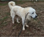 Small Photo #1 Great Pyrenees Puppy For Sale in RUTHERFORDTON, NC, USA