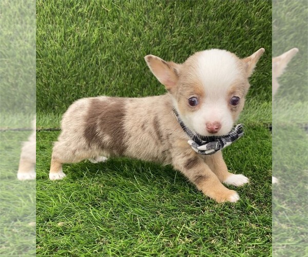 Medium Photo #6 Chihuahua Puppy For Sale in LONG BEACH, CA, USA