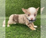 Small #5 Chihuahua
