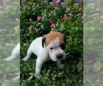 Small Photo #1 Boxador Puppy For Sale in TAMPA, FL, USA
