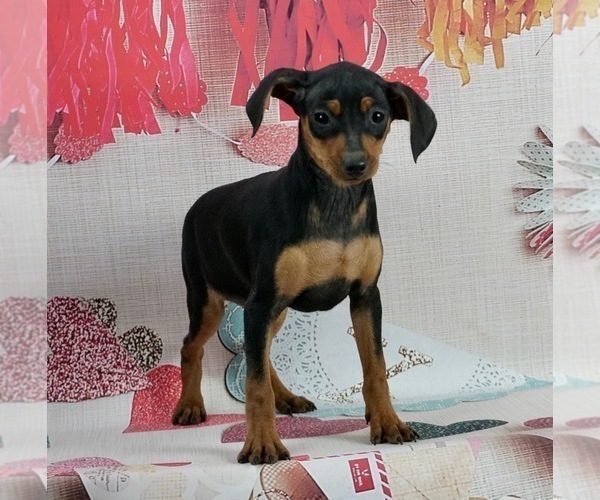 Medium Photo #2 Miniature Pinscher Puppy For Sale in WARSAW, IN, USA
