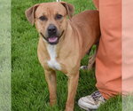 Small #3 American Staffordshire Terrier-Rhodesian Ridgeback Mix
