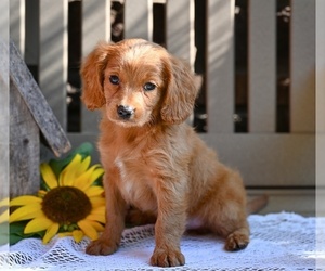 Cavapoo Puppy for sale in MILLERSBURG, OH, USA