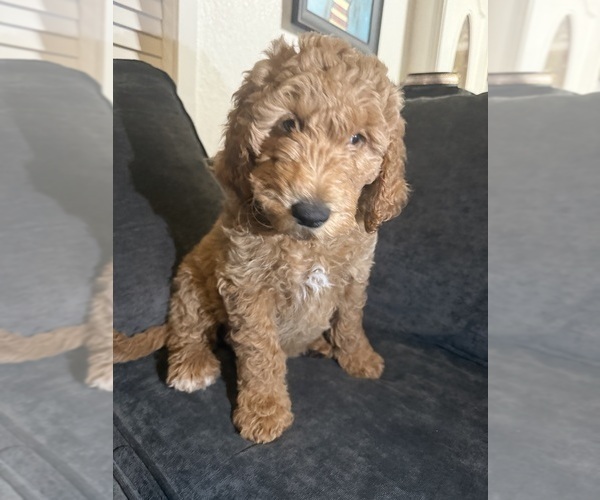 Medium Photo #3 Goldendoodle Puppy For Sale in OAKLAND, CA, USA